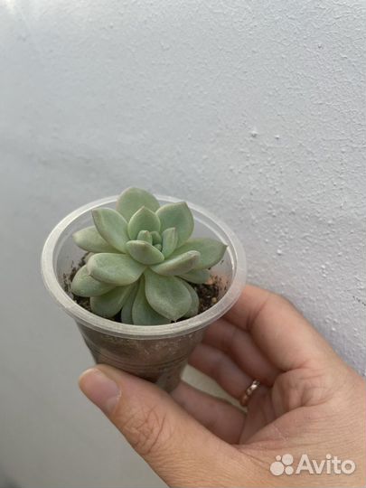 Суккуленты