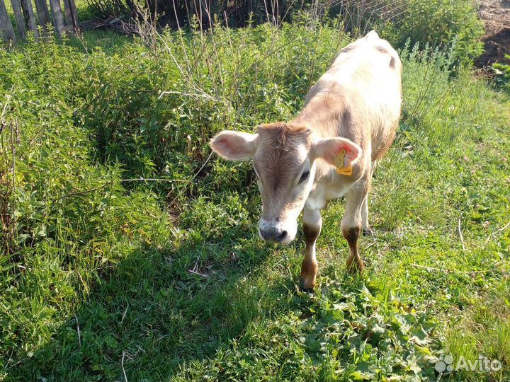 Овцы,телята, бык