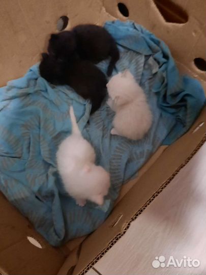 Котики бесплатно в добрые руки