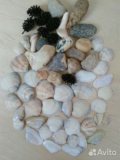 Ракушки, морские камни, шишки коллекция