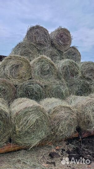 Продам сено в рулонах