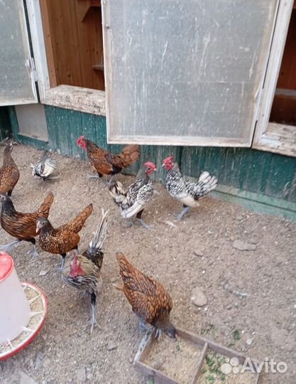 Карликовые куры