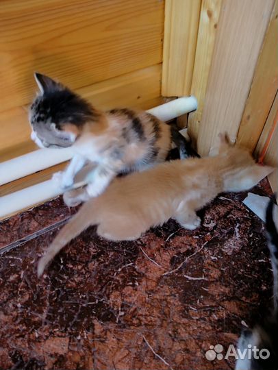 Только В добрые.хорошие, любящие руки