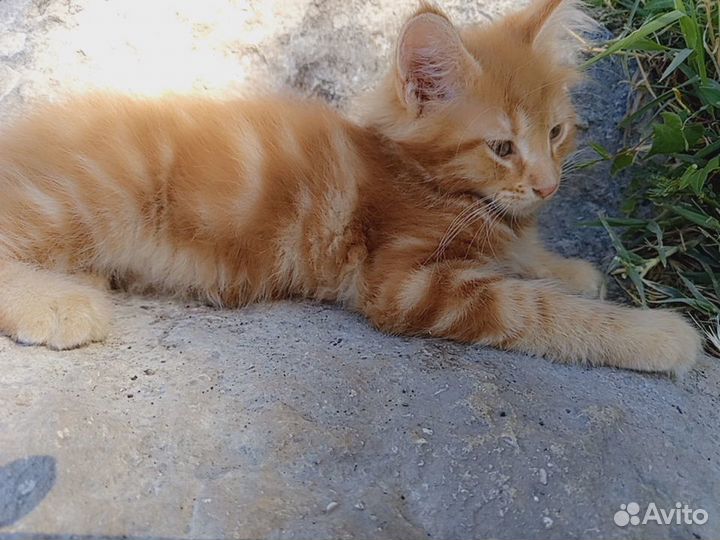 Котята мейн-кун рыжие