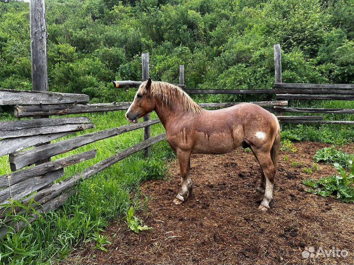 Жеребец тяжеловоз