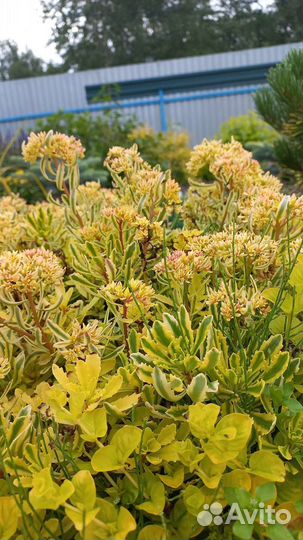 Очитки и флоксы