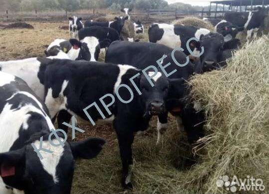 Бычки телята