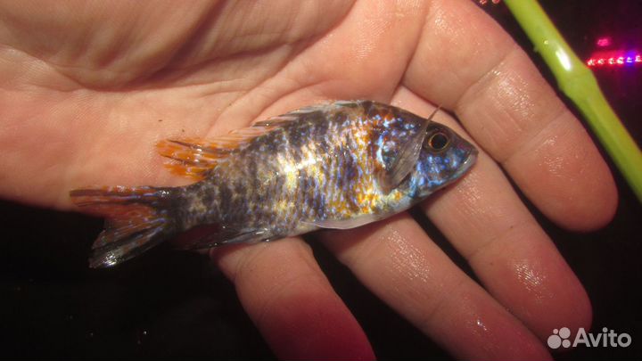 Аулонокара самцы. В наличие 11