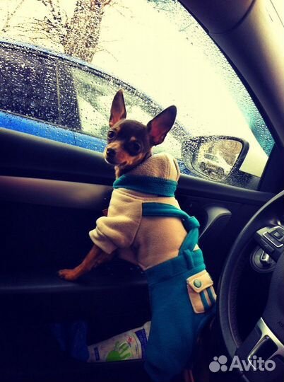 Той-терьеры. Вязка