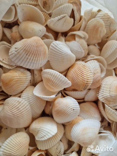 Ракушки 3 кг