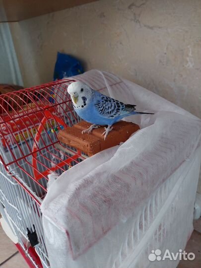 Волнистый попугай