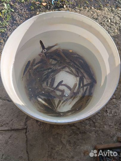 Живец для рыбалки