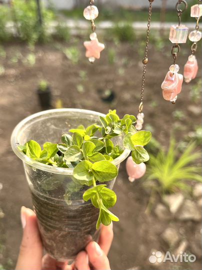 Вербейник монетчатый