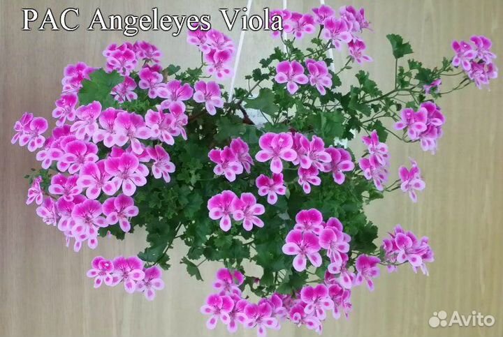 Пеларгонии сортовые