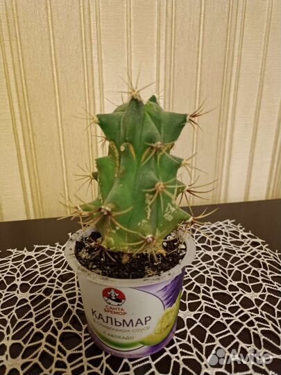 Ферокактус 10 см