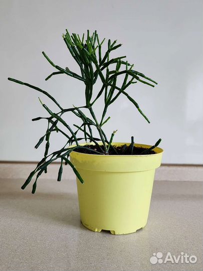 Хатиора солеросовидная