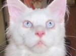 Котенок мейн-кун с голубыми глазами