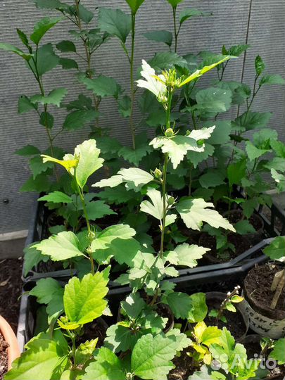 Гибискус сирийский махровый