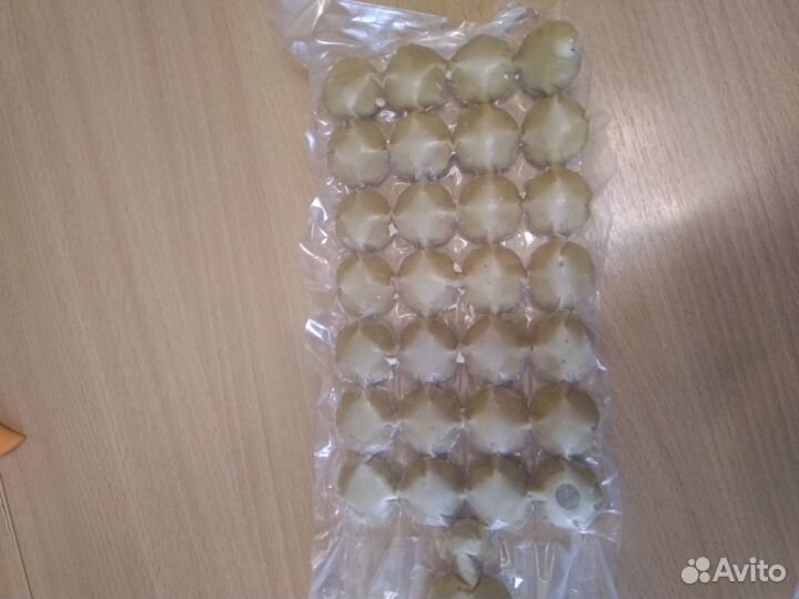 Пжвм восковая моль.Огнёвка.Трутневый гомогенат