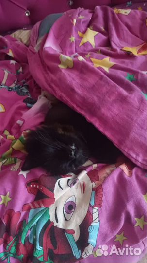 Кошка в добрые руки