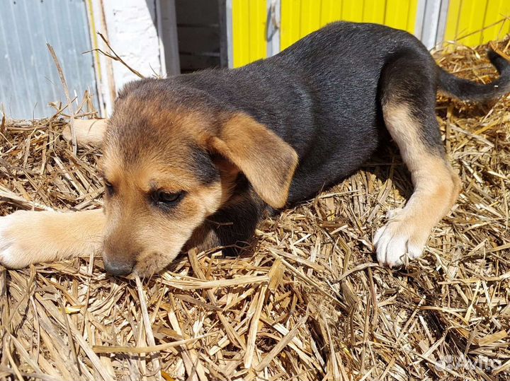 Щенки мальчики и девочка