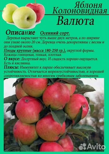 Колоновидные яблони