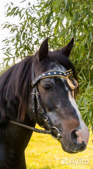 Налобник на уздечку