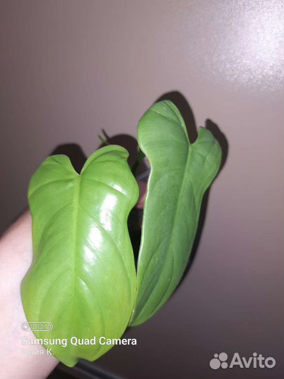 Филодендрон