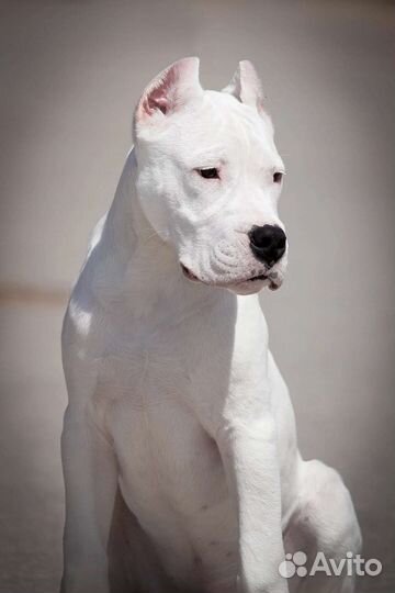 Щенки аргентинского дога