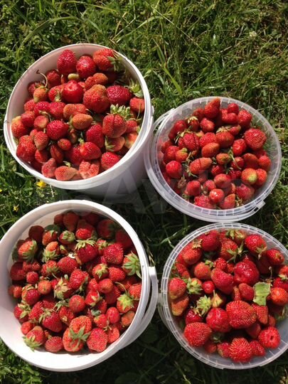 Участок 40 сот. (ИЖС)