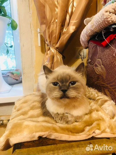 Молодой кот 1,5 года
