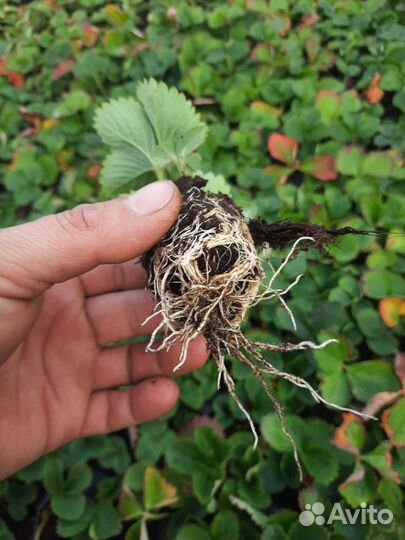 Клубника на весну, отправка по России