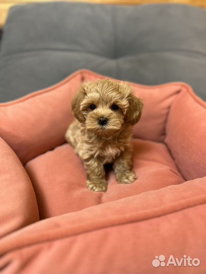 Мальтипу f1 mini