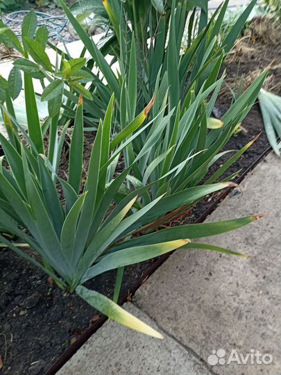 Клубни ириса