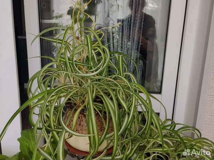 Хлорофитум кудрявый