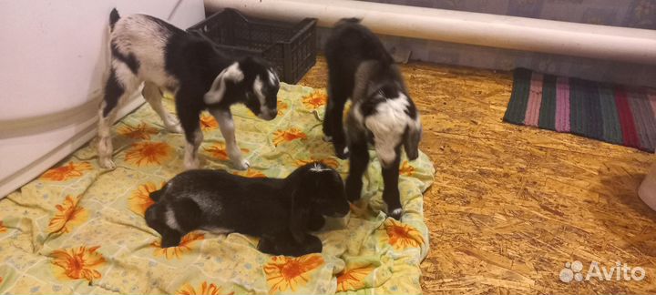 Козлята альпо-нубийской породы