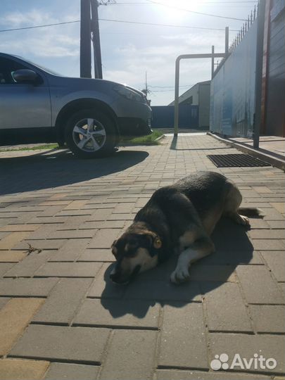 Собака в добрые руки