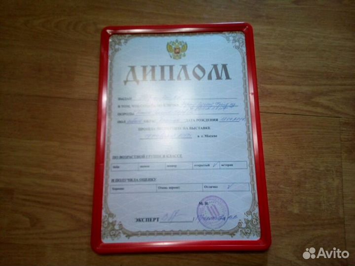 Вязка джек рассел терьер