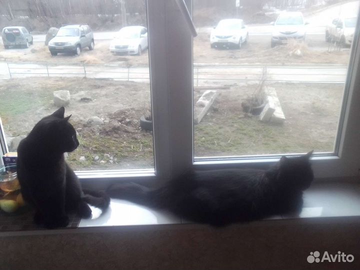 Котята бесплатно