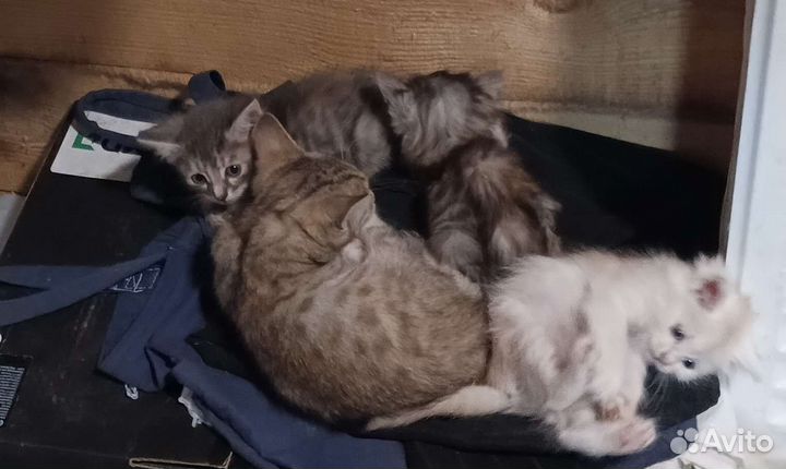 Котята в добрые руки