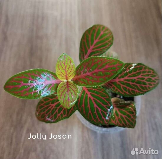 Фиттонии отдельно или микс