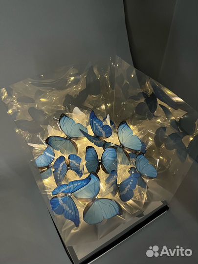 Аквариум с бабочками