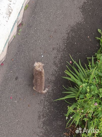 Потерялась кошка