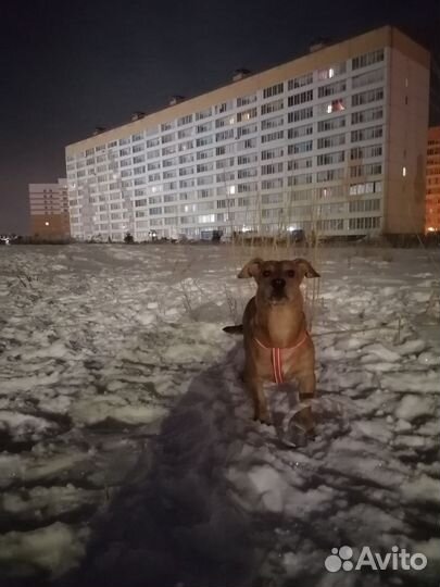 Выгул собак, зооняня, зоотакси