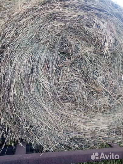 Корма для животных