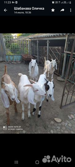 Нубийские козы