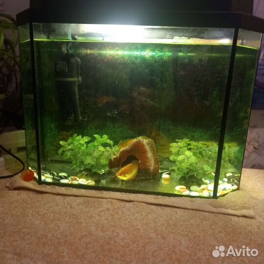 Аквариум