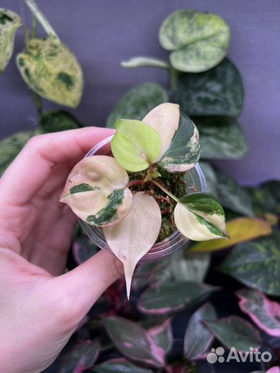 Филодендрон Миканс вариегатный