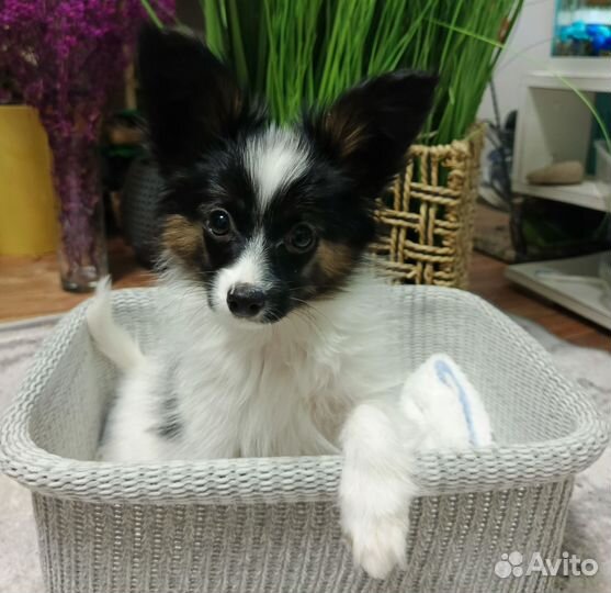 Папильон Бабочка очаровательный малыш