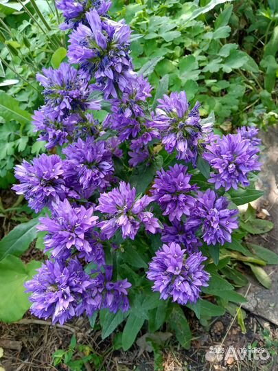 Саженцы декоративных кустарников и многолетников